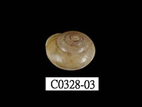 藏品(球蝸牛)的圖片